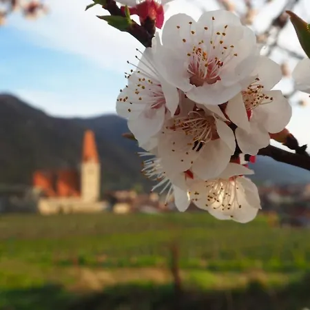 Gaestehaus Haiminger 3* Weissenkirchen in der Wachau
